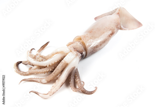 freshly caught squid on white background