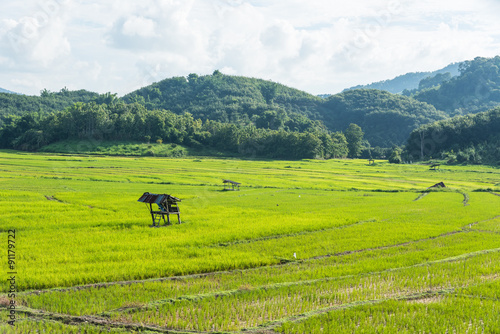 Rice filed blue sky woodle hut photo