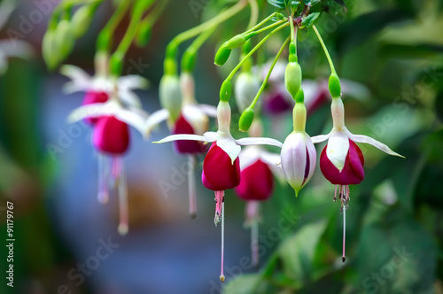 Canvas-taulu Fuschia flowers shine like pretty small lanterns flickering in the sunlight reflected fiery freshness