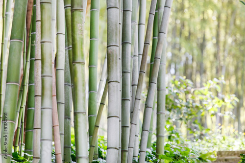 bamboo forest