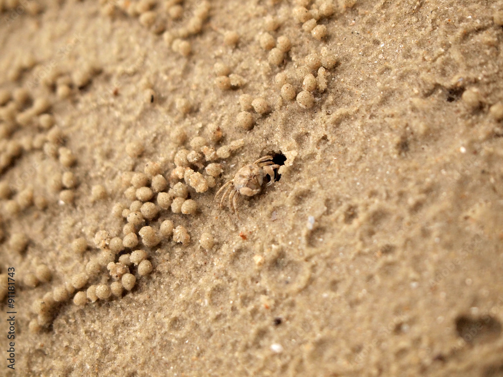 Tiny Ghost Crabs digging holes in the sand Tiny Ghost Crabs digging holes in the sand