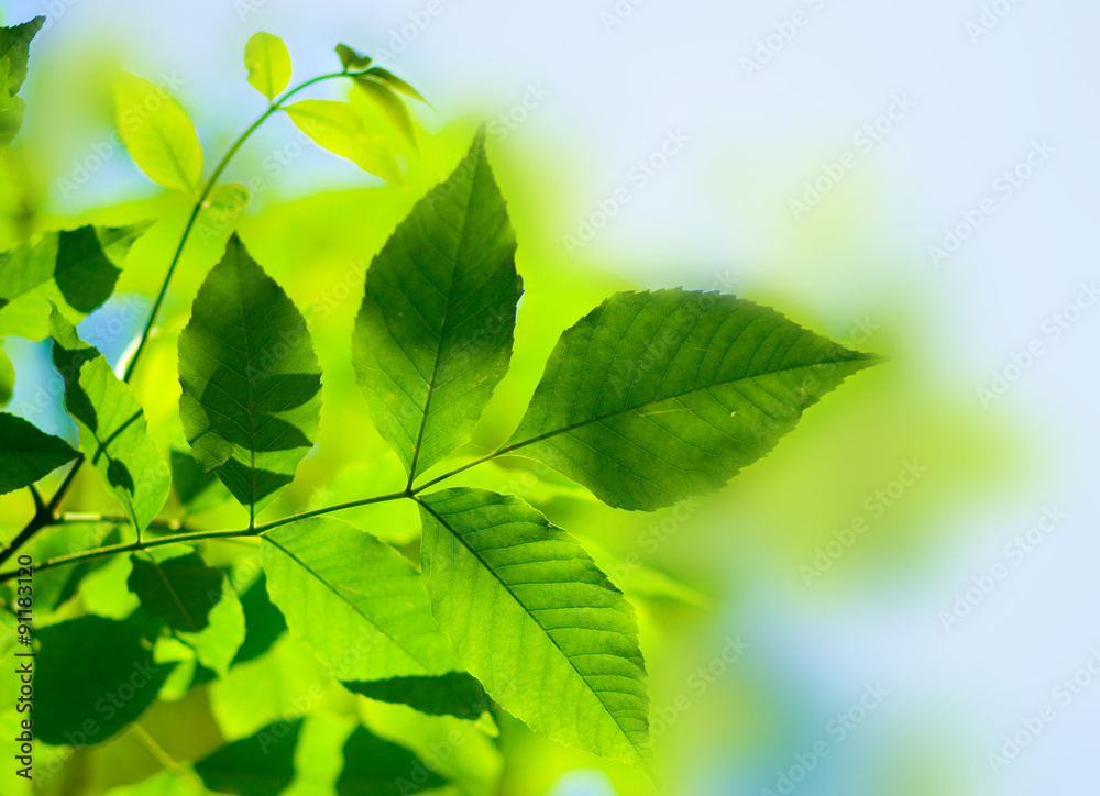 leaves on the green backgrounds