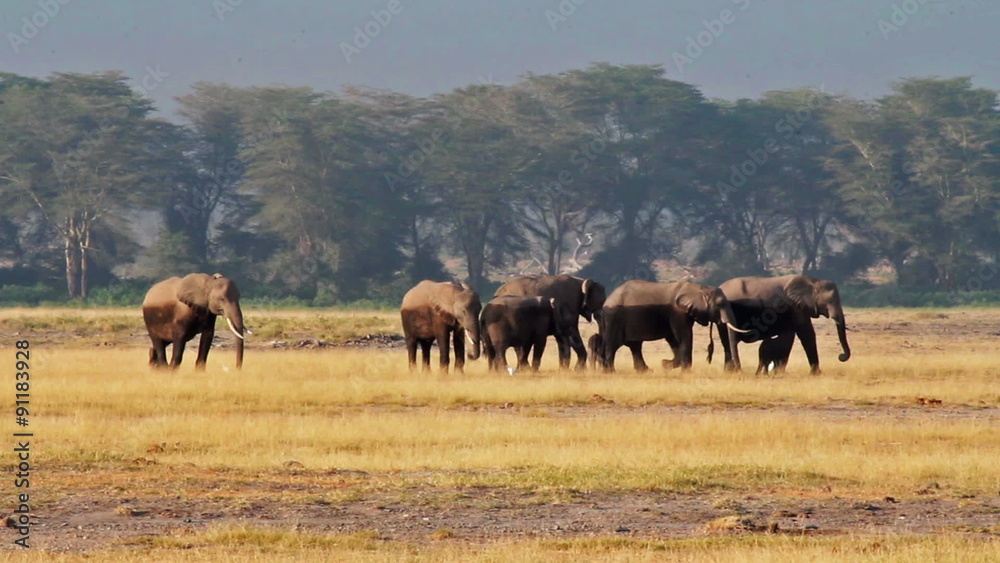 Elephants eating grass at sunrise in Amboseli Park, Kenya
Elephants eating grass at sunrise in Amboseli Park, Kenya