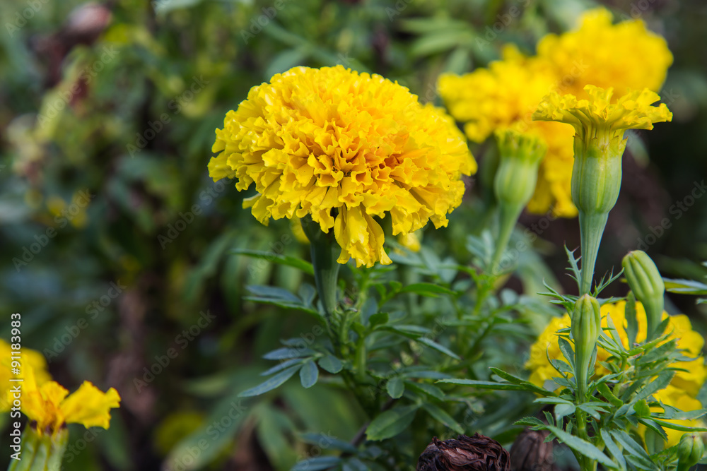 flower flower