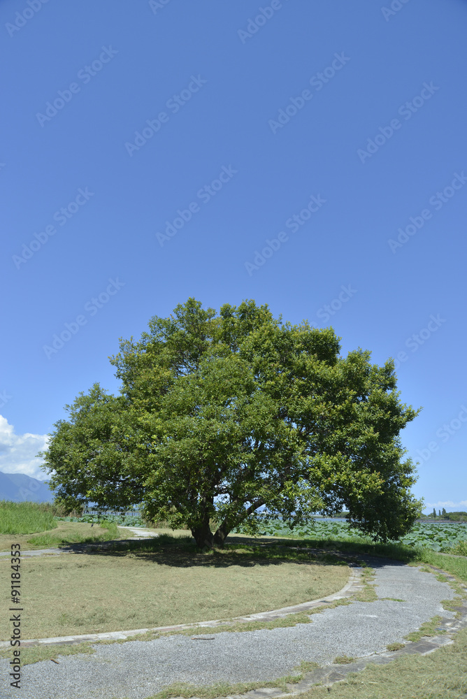 Fototapeta premium 一本の木