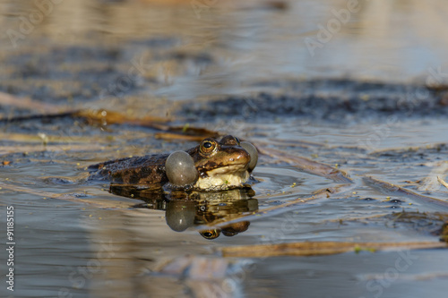 Male Marsh Frog (rana ridibunda) calling or displaying