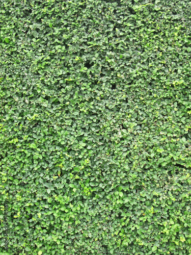Green leaves wall background © srckomkrit