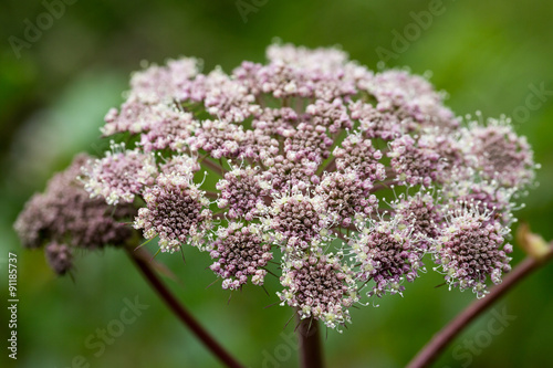 Fleur blanche et violette 