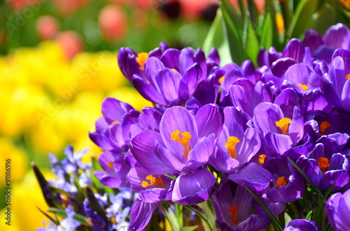Spring holiday crocus flowers background