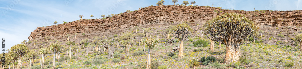 Naklejka premium Panorama of the Quiver Tree Forest at Gannabos