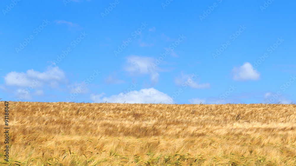 Grain field with barley and blue sky in Saxon Switzerland Grain field with barley and blue sky in Saxon Switzerland