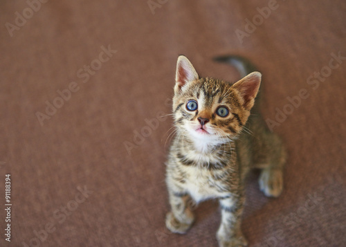 Fototapeta Naklejka Na Ścianę i Meble -  Little tabby kitten
