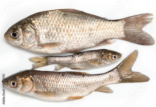 fresh small fish on a white background