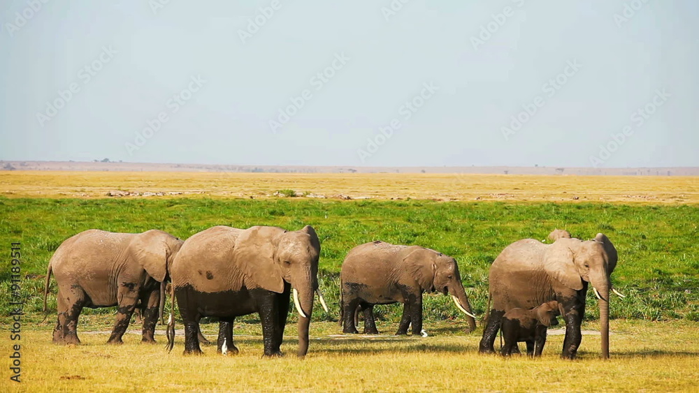 Baby elephants playing near the parents in Amboseli Park, Kenya
Baby elephants playing near the parents in Amboseli Park, Kenya