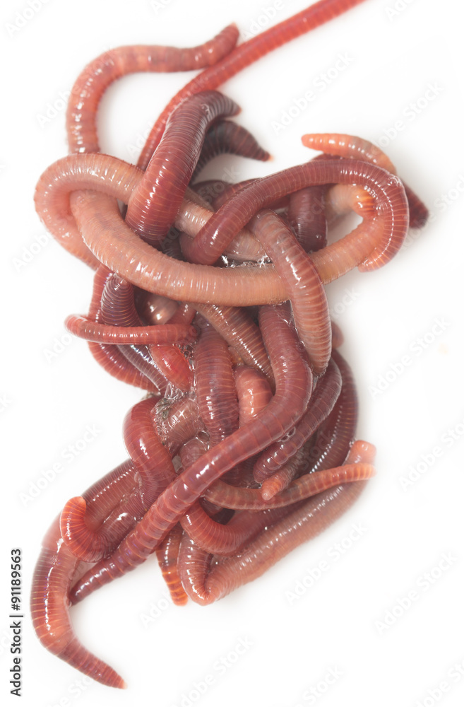 red worm on a white background red worm on a white background