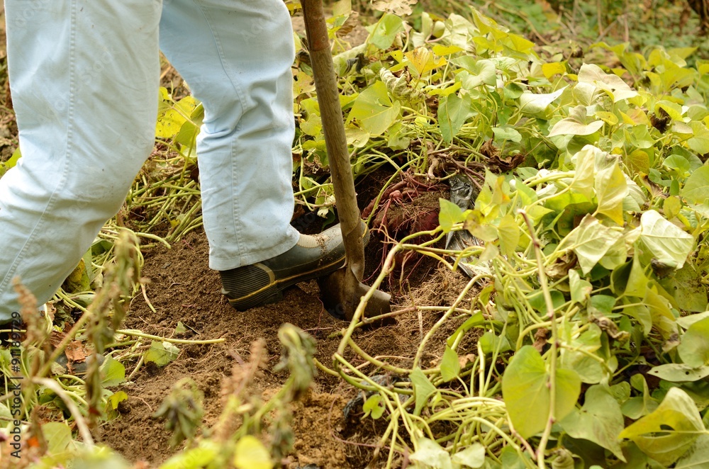 Naklejka premium 畑仕事