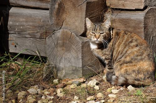 cat near a wooden house © zanna_