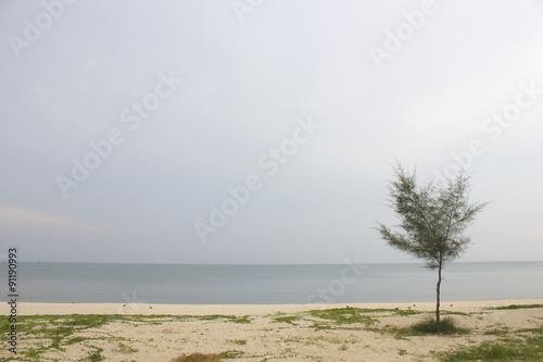 Landscape of cloudy sky and sea which has pine tree on beach © bungbank
