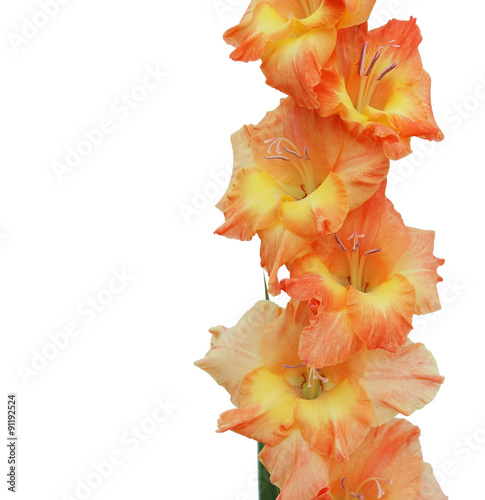 Orange gladiolus isolated on a white background