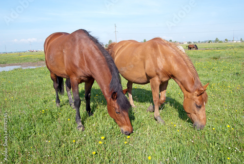 two brown horses