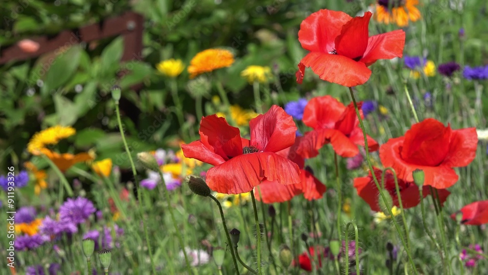 Red Poppies in front of colorful Summer flowers Red Poppies in front of colorful Summer flowers
