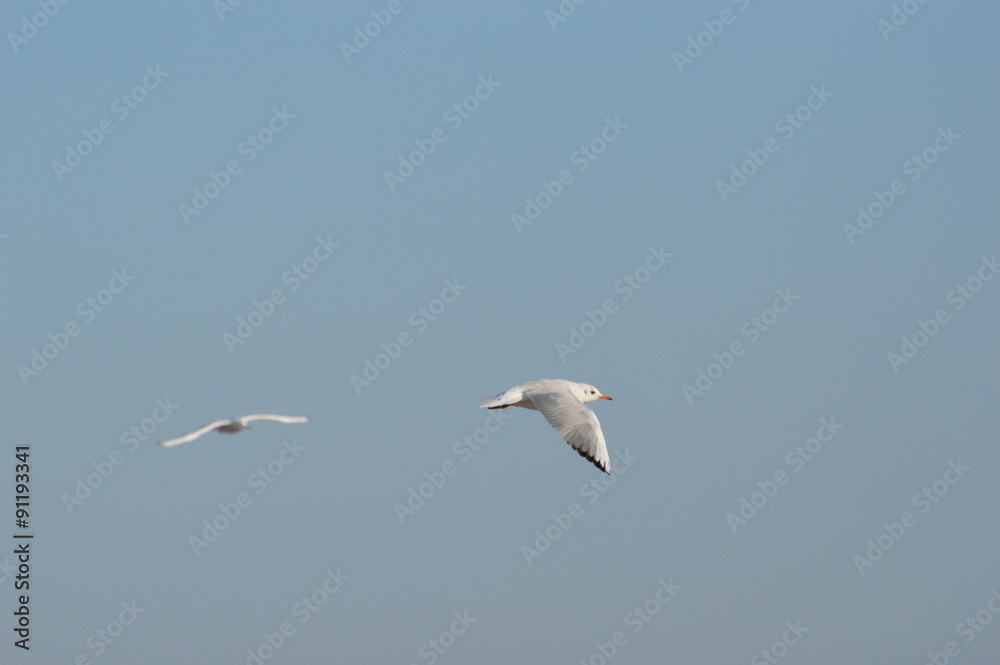 Obraz premium mouette