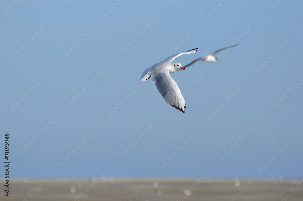 mouette mouette