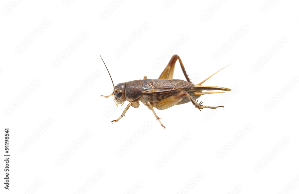 crickets on the white background