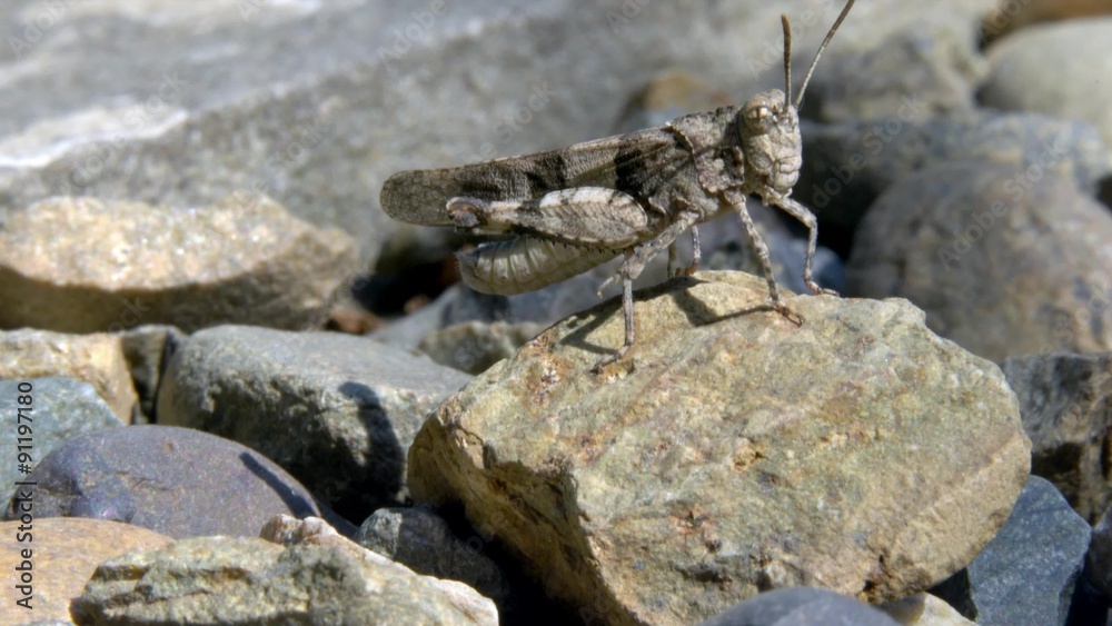 The great leader/Grasshopper on the garden path
The great leader/Grasshopper on the garden path