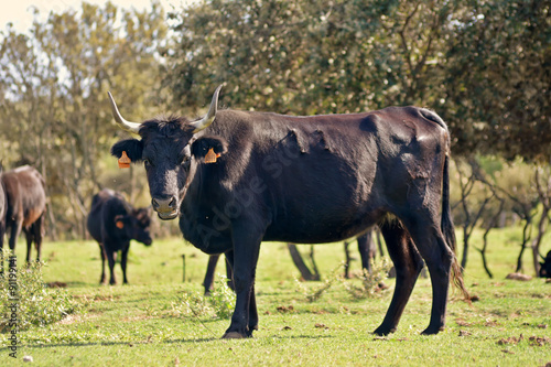 vache camarguaise en pâture