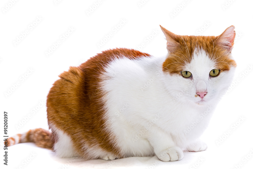 sitzende rot-weisse Katze - Felis silvestris catus Stock Photo | Adobe Stock