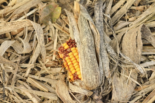 Corn in the middle of one fields