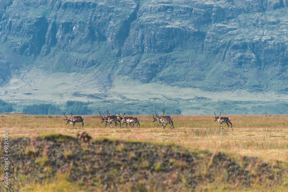 Wild reindeers at summer time on Iceland