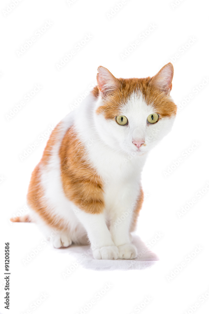 sitzende rot-weisse Katze beobachtet - Felis silvestris catus