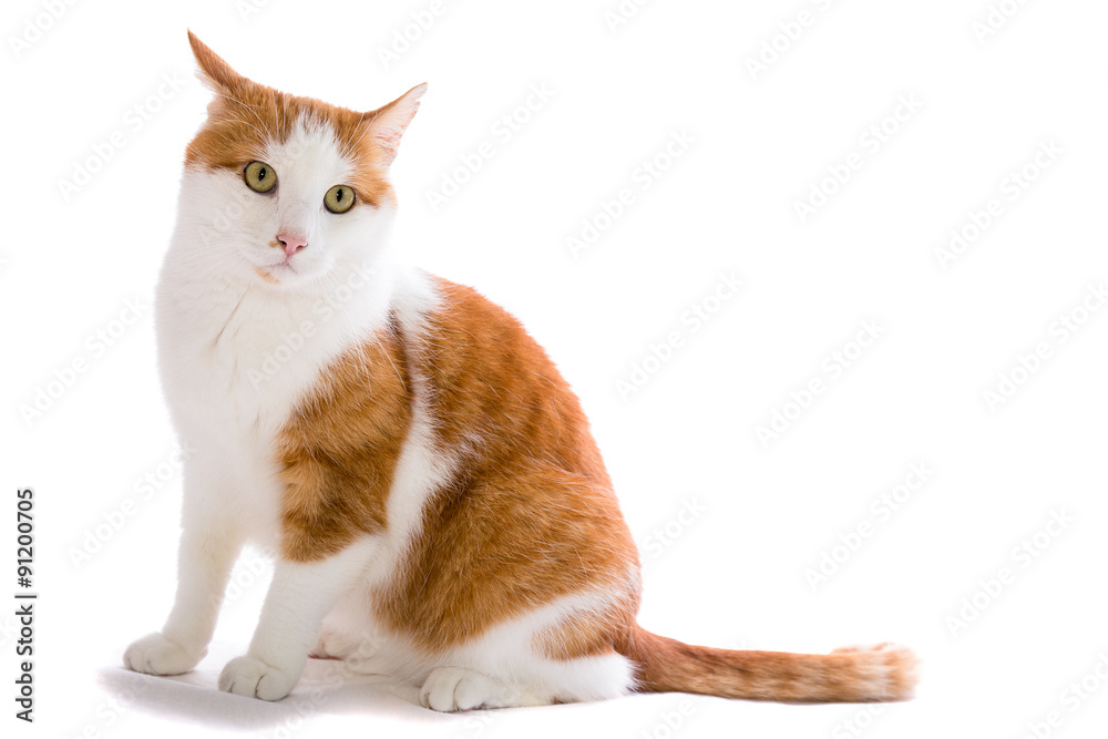 sitzende rot-weisse Katze beobachtend - Felis silvestris catus – Stock-Foto  | Adobe Stock