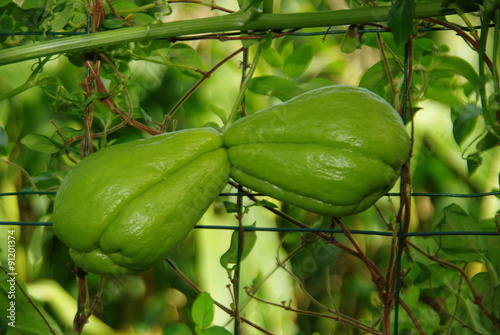 Fruits jumeaux de Chayotte,cultivés en France.
