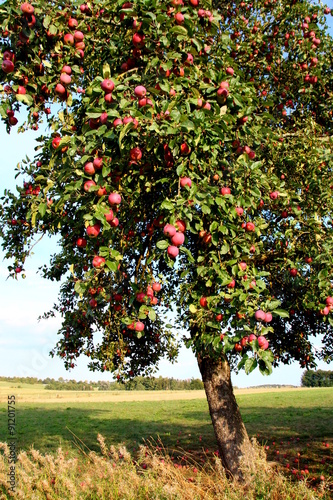 Apfelbaum