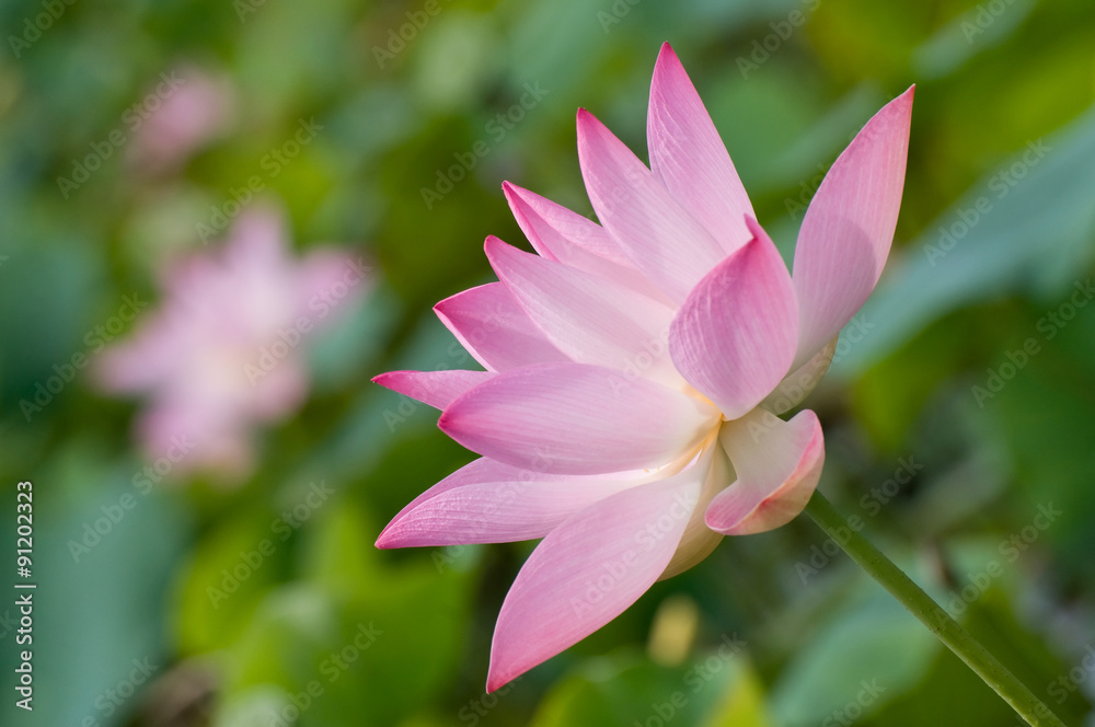 Beautiful lotus Beautiful lotus
