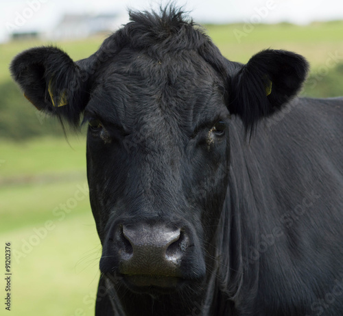 Calf in a field