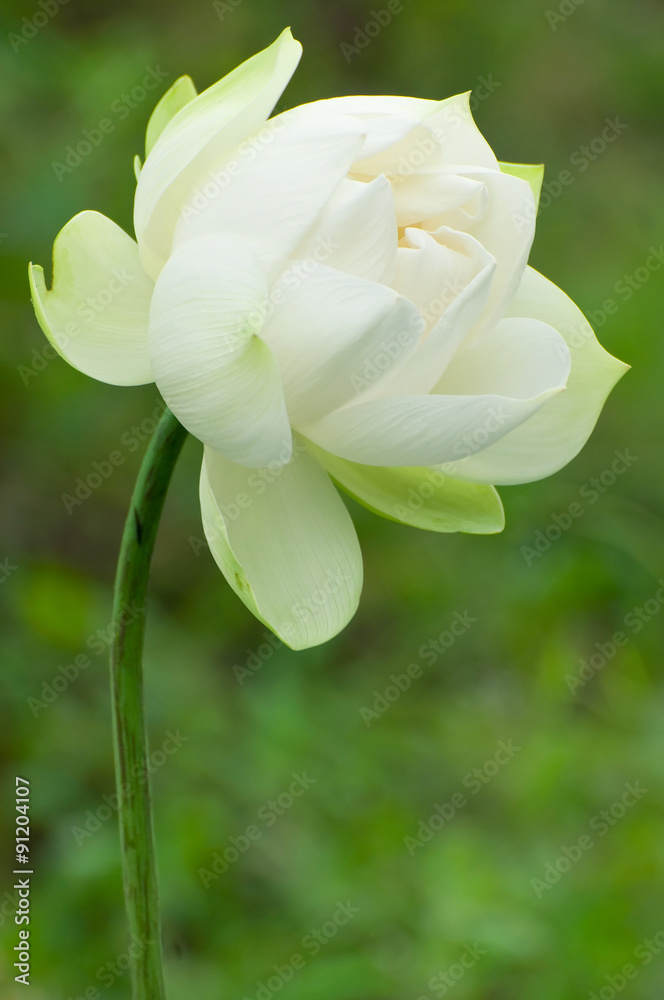 Fototapeta premium White Lotus