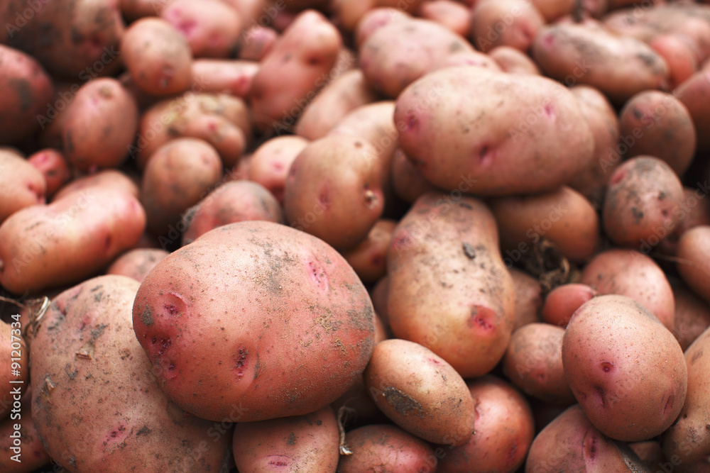 Pile of organic freshly harvested potatoes Pile of organic freshly harvested potatoes