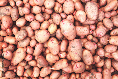 Pile of organic freshly harvested potatoes