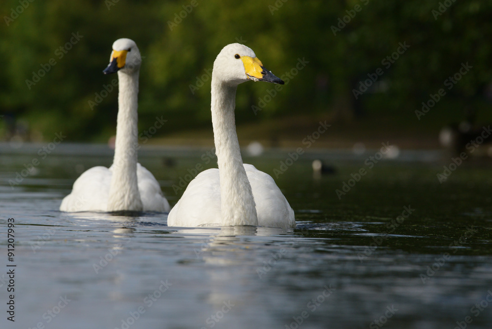 Fototapeta premium Whooper Swan, Cygnus cygnus