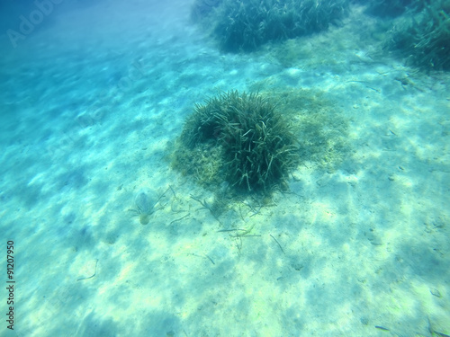 seaweeds in Sardinia seabed