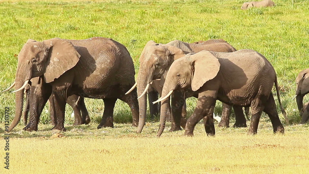 Elephants eating grass near a swamp in Amboseli Park, Kenya
Elephants eating grass near a swamp in Amboseli Park, Kenya