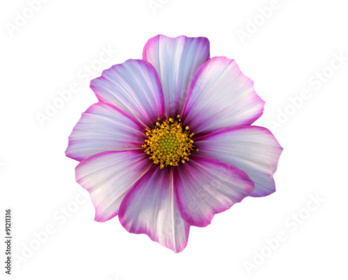 cosmos flower isolated