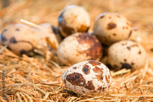 quail eggs lie on straw in the chicken coop