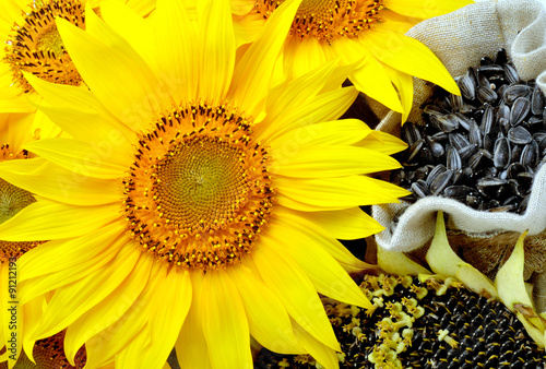 Sunflowers and sunflower seeds