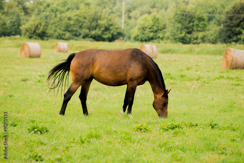 Pferd aud der Koppel