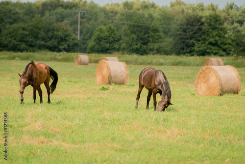 Pferd aud der Koppel